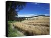 Arable Crops by the South Downs Way, Near Buriton, Hampshire, England, United Kingdom, Europe-Rob Cousins-Stretched Canvas