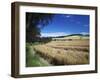 Arable Crops by the South Downs Way, Near Buriton, Hampshire, England, United Kingdom, Europe-Rob Cousins-Framed Photographic Print