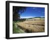 Arable Crops by the South Downs Way, Near Buriton, Hampshire, England, United Kingdom, Europe-Rob Cousins-Framed Photographic Print