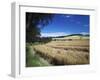 Arable Crops by the South Downs Way, Near Buriton, Hampshire, England, United Kingdom, Europe-Rob Cousins-Framed Photographic Print