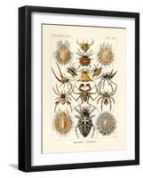 Arachnida, 1899-1904-null-Framed Giclee Print