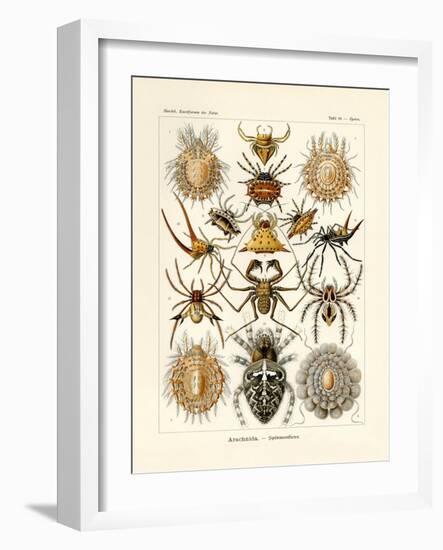 Arachnida, 1899-1904-null-Framed Giclee Print