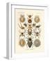 Arachnida, 1899-1904-null-Framed Giclee Print