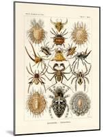 Arachnida, 1899-1904-null-Mounted Giclee Print