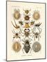 Arachnida, 1899-1904-null-Mounted Giclee Print