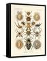 Arachnida, 1899-1904-null-Framed Stretched Canvas