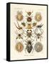 Arachnida, 1899-1904-null-Framed Stretched Canvas