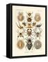 Arachnida, 1899-1904-null-Framed Stretched Canvas