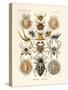 Arachnida, 1899-1904-null-Stretched Canvas