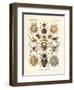 Arachnida, 1899-1904-null-Framed Premium Giclee Print