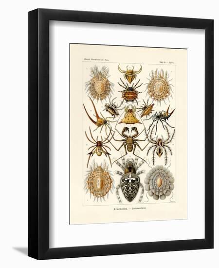 Arachnida, 1899-1904-null-Framed Premium Giclee Print