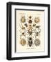 Arachnida, 1899-1904-null-Framed Premium Giclee Print