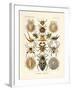 Arachnida, 1899-1904-null-Framed Giclee Print