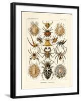 Arachnida, 1899-1904-null-Framed Giclee Print