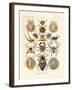 Arachnida, 1899-1904-null-Framed Giclee Print