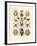 Arachnida, 1899-1904-null-Framed Giclee Print