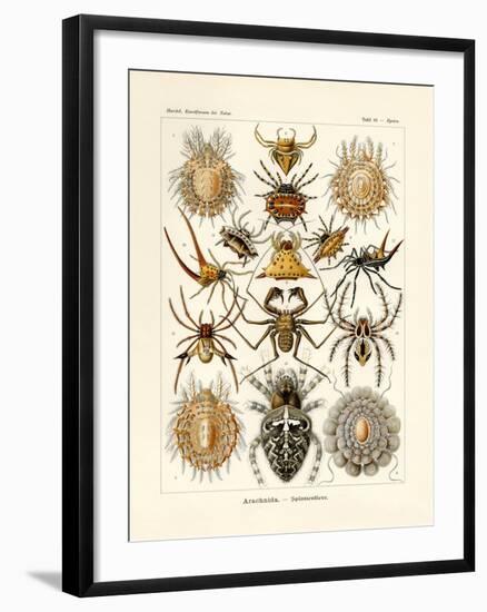 Arachnida, 1899-1904-null-Framed Giclee Print