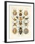 Arachnida, 1899-1904-null-Framed Giclee Print