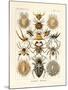 Arachnida, 1899-1904-null-Mounted Giclee Print