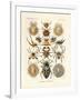 Arachnida, 1899-1904-null-Framed Giclee Print