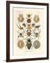 Arachnida, 1899-1904-null-Framed Giclee Print