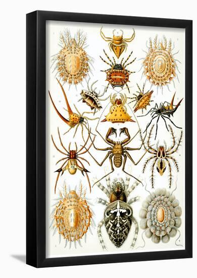 Arachnida Nature Art Print Poster by Ernst Haeckel-null-Framed Poster