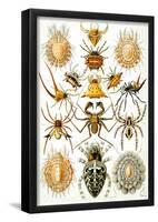 Arachnida Nature Art Print Poster by Ernst Haeckel-null-Framed Poster