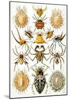 Arachnida Nature Art Print Poster by Ernst Haeckel-null-Mounted Poster