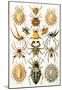 Arachnida Nature Art Print Poster by Ernst Haeckel-null-Mounted Poster