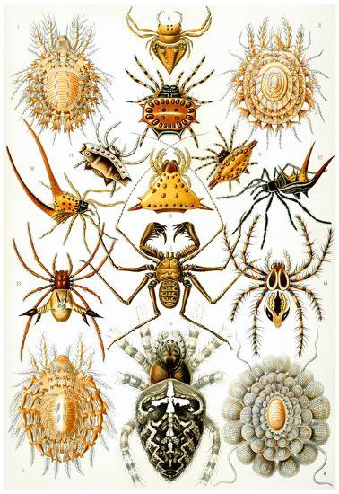 Poster, , large
