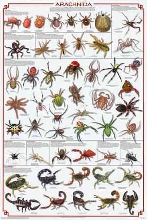 The Butterflies of the World Laminated Educational Science Chart Poster 24x36