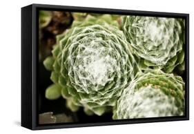 Arachnoideum Succulent II-Erin Berzel-Framed Stretched Canvas