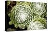 Arachnoideum Succulent II-Erin Berzel-Stretched Canvas