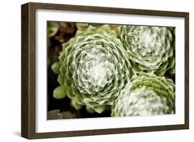 Arachnoideum Succulent II-Erin Berzel-Framed Photographic Print