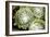 Arachnoideum Succulent II-Erin Berzel-Framed Photographic Print