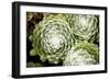 Arachnoideum Succulent II-Erin Berzel-Framed Photographic Print