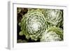 Arachnoideum Succulent II-Erin Berzel-Framed Photographic Print