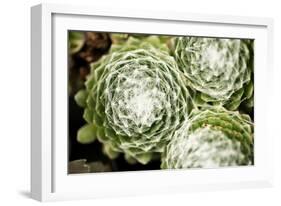 Arachnoideum Succulent II-Erin Berzel-Framed Photographic Print