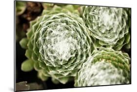 Arachnoideum Succulent II-Erin Berzel-Mounted Photographic Print