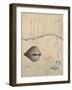 Aragai, Masu?gai, Anagai: Clams-Totoya Hokkei-Framed Giclee Print