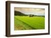 Aragami jinja shrine in a field of canola, Tono City, Iwate prefecture, Tohoku, Honshu, Japan-Christian Kober-Framed Photographic Print