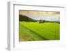 Aragami jinja shrine in a field of canola, Tono City, Iwate prefecture, Tohoku, Honshu, Japan-Christian Kober-Framed Photographic Print