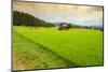 Aragami jinja shrine in a field of canola, Tono City, Iwate prefecture, Tohoku, Honshu, Japan-Christian Kober-Mounted Photographic Print