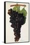 Aramon Grape-J. Troncy-Framed Stretched Canvas