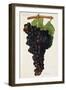 Aramon Grape-J. Troncy-Framed Giclee Print