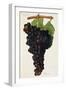 Aramon Grape-J. Troncy-Framed Giclee Print