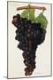 Aramon Grape-J. Troncy-Mounted Giclee Print