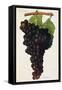 Aramon Grape-J. Troncy-Framed Stretched Canvas