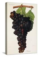 Aramon Grape-J. Troncy-Stretched Canvas