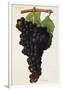 Aramon Grape-J. Troncy-Framed Giclee Print